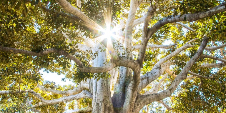 Tree with Light