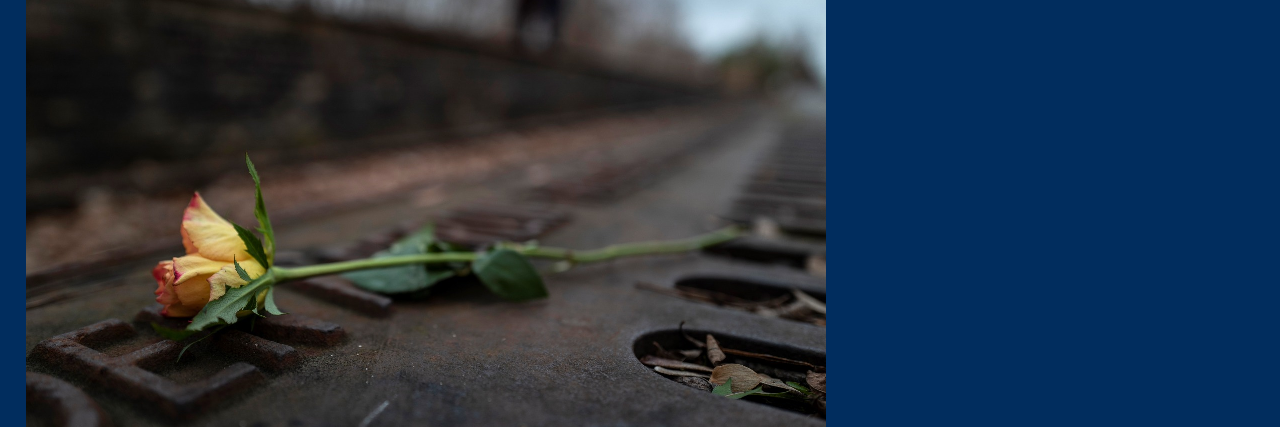 Yellow rose on train tracks